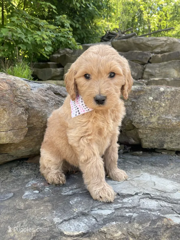 Sandy – Goldendoodle puppy for sale in Rogers, OH