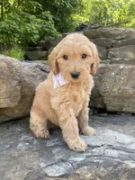 Sandy, a female Goldendoodle for sale in Rogers, OH – 1 of 5
