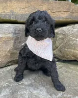 Sasha, a female Goldendoodle for sale in Rogers, OH – 3 of 6