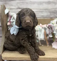 Keaton, a male Springer Doodle for sale in Rogers, OH – 1 of 10