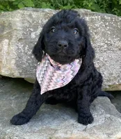 Chloe, a female Goldendoodle for sale in Rogers, OH – 3 of 4