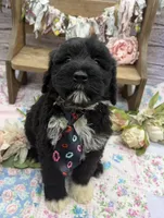 Findlay, a male Portuguese Water Dog for sale in Rogers, OH – 3 of 5