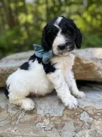 Expected, a  Springer Doodle for sale in Rogers, OH – Photo 1 of 4