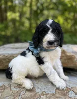 Expected, a  Springer Doodle for sale in Rogers, OH – Photo 3 of 4