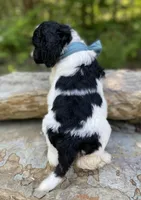 Expected, a  Springer Doodle for sale in Rogers, OH – Photo 4 of 4