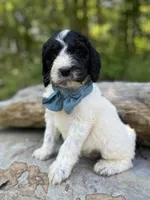 Expected, a  Springer Doodle for sale in Rogers, OH – Photo 2 of 4