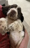 Dakota, a female English Springer Spaniel for sale in Rogers, OH – 2 of 10