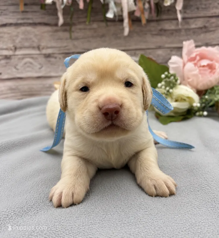 Blizzard – Labrador Retriever puppy for sale in Rogers, OH