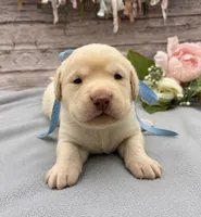 Blizzard, a male Labrador Retriever for sale in Rogers, OH – 1 of 1