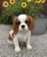 Jayden, a male Cavalier King Charles Spaniel for sale in Rogers, OH – 1 of 4