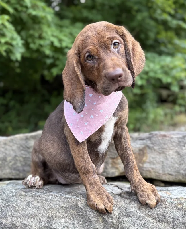 Elena – English Springer Spaniel, Labrador Retriever puppy for sale in Rogers, OH