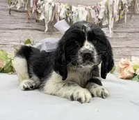 Amelia, a female English Springer Spaniel for sale in Rogers, OH – 2 of 6