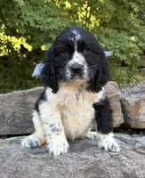 Amelia, a female English Springer Spaniel for sale in Rogers, OH – 4 of 6