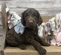 Keaton, a male Springer Doodle for sale in Rogers, OH – 3 of 10