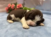 Diesel, a male English Springer Spaniel for sale in Rogers, OH – 2 of 6