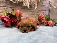 Mila, a female Cavalier King Charles Spaniel for sale in Rogers, OH – 2 of 3