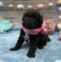 Brie, a female Portuguese Water Dog for sale in Rogers, OH – Photo 3 of 5