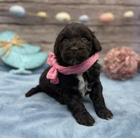 Brie, a female Portuguese Water Dog for sale in Rogers, OH – Photo 2 of 5