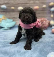 Brie, a female Portuguese Water Dog for sale in Rogers, OH – Photo 4 of 5
