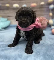 Brie, a female Portuguese Water Dog for sale in Rogers, OH – Photo 5 of 5