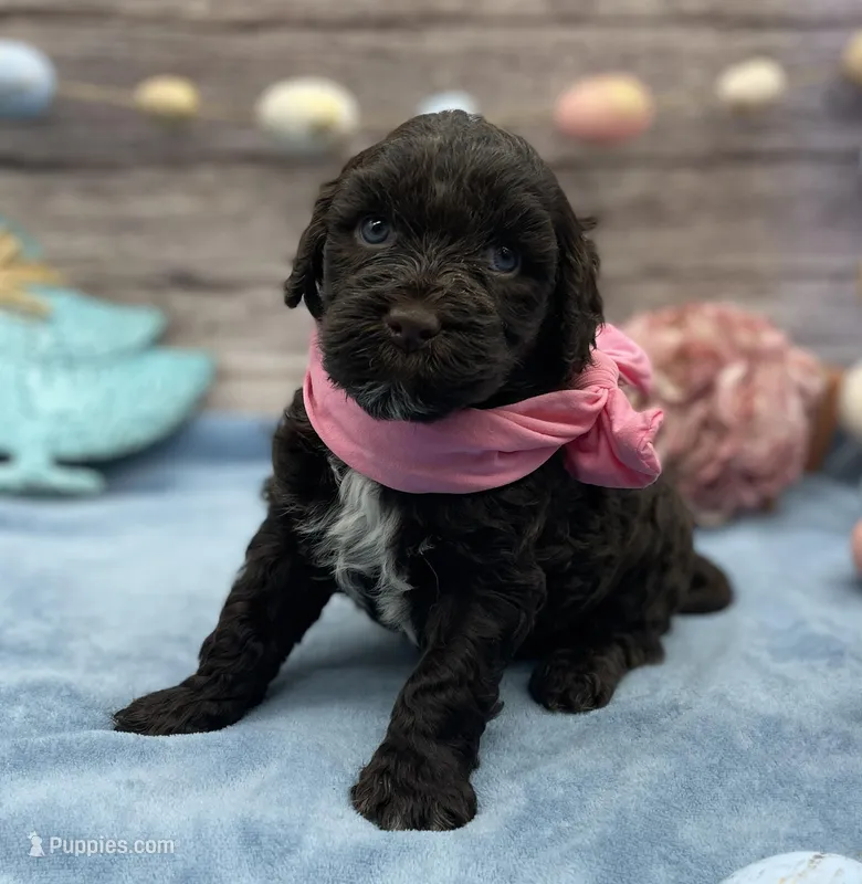 Brie – Portuguese Water Dog puppy for sale in Rogers, OH