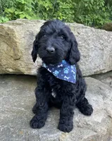 Dwayne, a male Goldendoodle for sale in Rogers, OH – 2 of 4