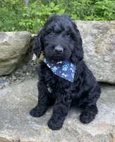 Dwayne, a male Goldendoodle for sale in Rogers, OH – 1 of 4