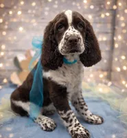 Darwin, a male English Springer Spaniel for sale in Rogers, OH – Photo 6 of 6
