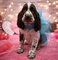 Darwin, a male English Springer Spaniel for sale in Rogers, OH – Photo 2 of 6