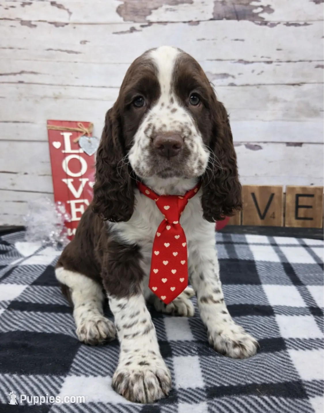 Darwin, a male English Springer Spaniel for sale in Rogers, OH – Photo 3 of 6