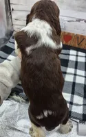 Darwin, a male English Springer Spaniel for sale in Rogers, OH – Photo 5 of 6