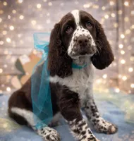 Darwin, a male English Springer Spaniel for sale in Rogers, OH – Photo 1 of 6