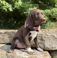 Nala, a female English Springer Spaniel and Labrador Retriever for sale in Rogers, OH – 5 of 6