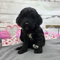 Sarah, a female Springer Doodle for sale in Rogers, OH – Photo 3 of 4