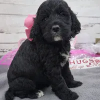 Sarah, a female Springer Doodle for sale in Rogers, OH – Photo 2 of 4