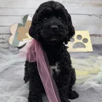 Sarah, a female Springer Doodle for sale in Rogers, OH – Photo 4 of 4