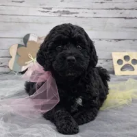 Sarah, a female Springer Doodle for sale in Rogers, OH – Photo 1 of 4