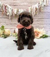 Fresco, a male Portuguese Water Dog for sale in Rogers, OH – 2 of 5
