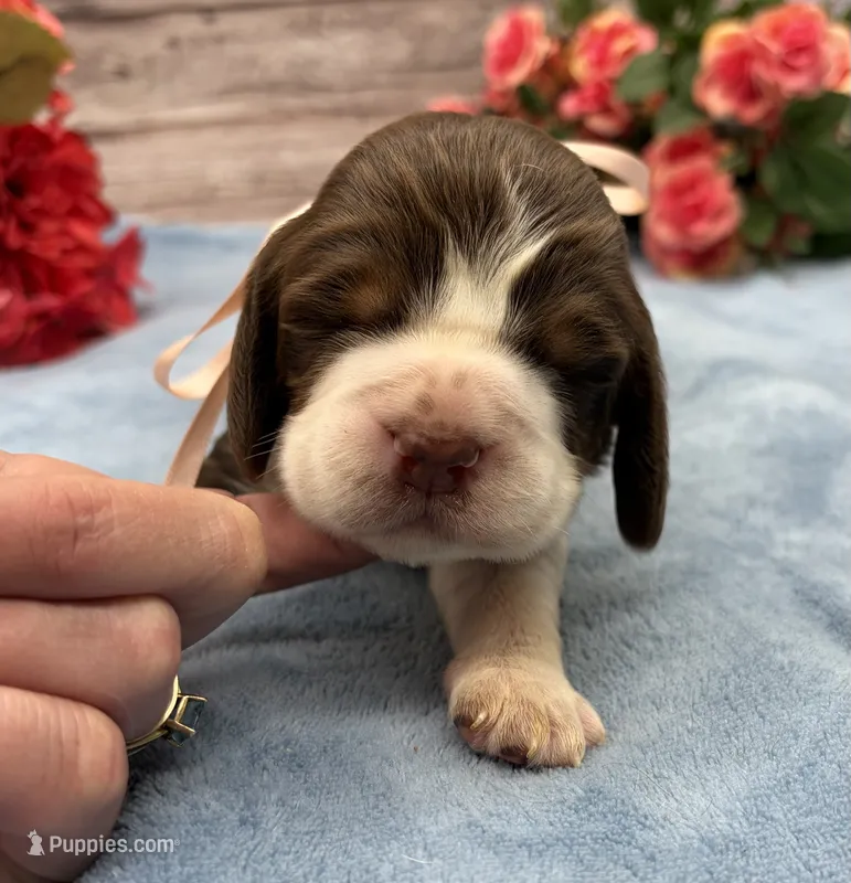 Darla – English Springer Spaniel puppy for sale in Rogers, OH