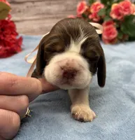 Darla, a female English Springer Spaniel for sale in Rogers, OH – 1 of 5