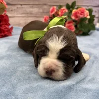 Diesel, a male English Springer Spaniel for sale in Rogers, OH – 6 of 6