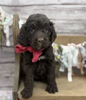Kylie, a female Springer Doodle for sale in Rogers, OH – 2 of 10