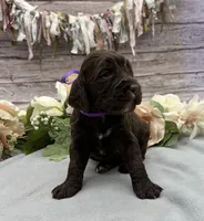 Bean, a female Springer Doodle for sale in Rogers, OH – 2 of 5