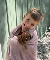 Mila, a female Cavalier King Charles Spaniel for sale in Rogers, OH – 3 of 3