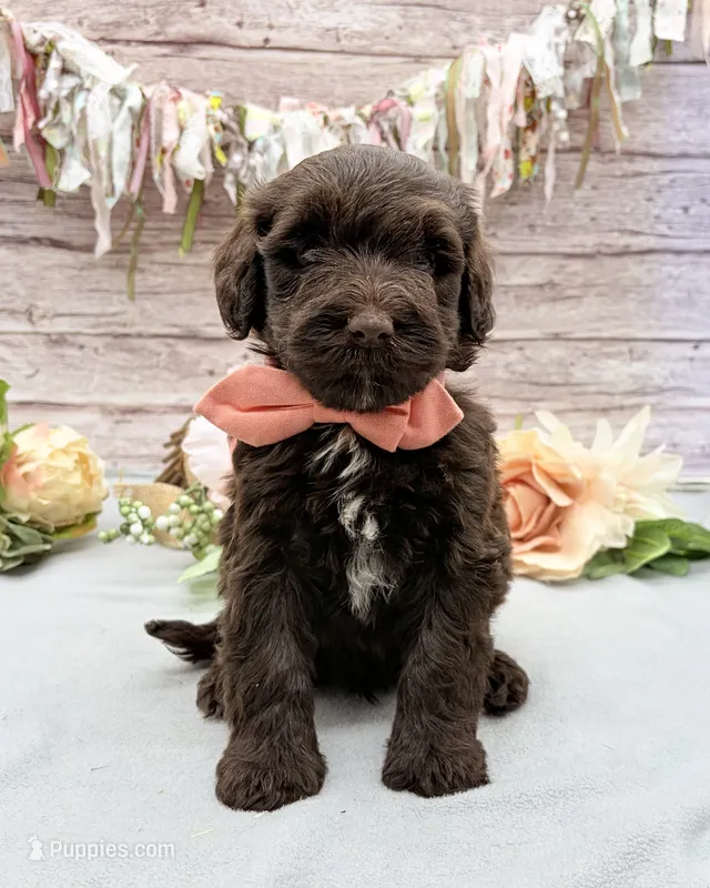 Fresco – Portuguese Water Dog puppy for sale in Rogers, OH