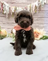 Fresco, a male Portuguese Water Dog for sale in Rogers, OH – 1 of 5