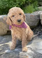 Lucy, a female Goldendoodle for sale in Rogers, OH – 4 of 6