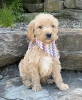 Millie, a female Goldendoodle for sale in Rogers, OH – 4 of 5