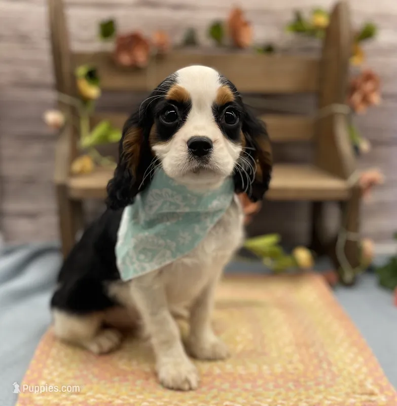 Jerry – Cavalier King Charles Spaniel puppy for sale in Rogers, OH