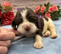 Delilah, a female English Springer Spaniel for sale in Rogers, OH – 2 of 5